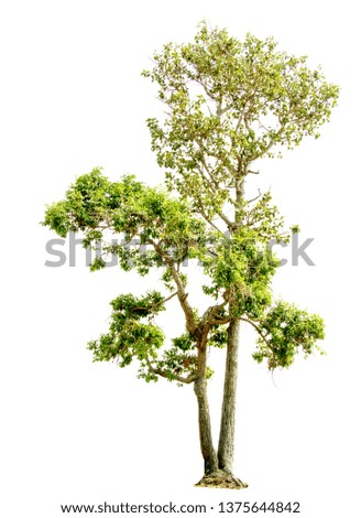 Isolate pictures of green tree. Large perennial on white background. tree dicut at isolated. Use for create the accompanying printed materials and website. Used for teaching biology of plants.
