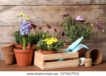 Blooming flowers in pots and gardening equipment on table