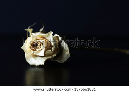 Dry white rose on a dark background close up