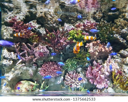 Blurred picture of underwater world at aquarium. There is a lot of fish with colorful coral.