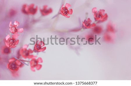 Closeup of red chamelaucium flowers on soft gray background. Selective focus.