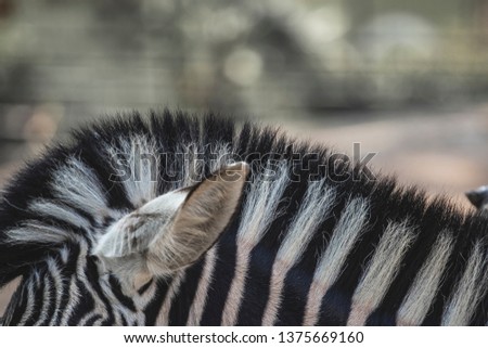 Equine zebra head hair striped on a close up still on a blurry background