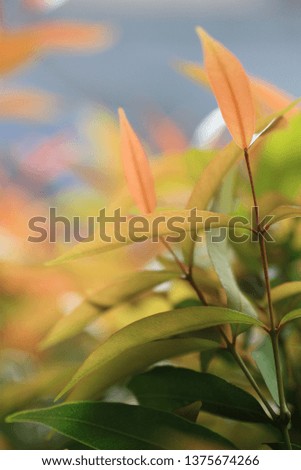 Closeup nature view of red Australian Rose Apple leaf on blurred greenery background in forest with bokeh of sun flares using as background natural green plants landscape, wallpaper concept