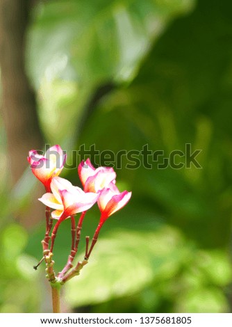 group of yellow red white flowers of Frangipani, Plumeria, Temple tree resort and spa decorative garden plant in tropical lands in authentic environment outdoor blur green garden background