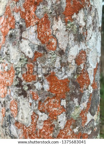 Beautiful foliose lichen, complex organism, growth on the bark of the durian tree. They are useful indicator of atmospherric pollution level