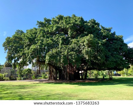 Banyan tree in the park in Honolulu