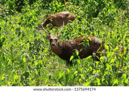 The forest deers