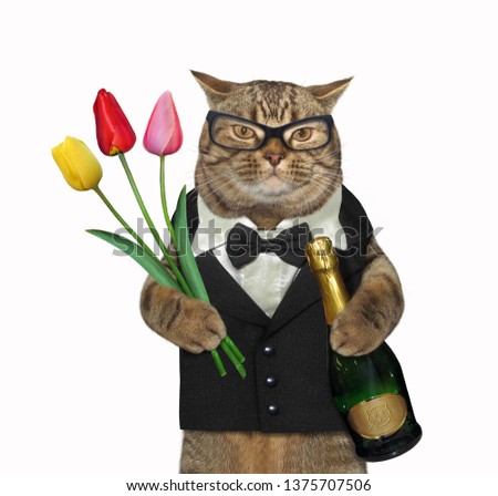 The cat dressed in a suit and glasses holds a bottle of champagne and a bouquet of tulips. White background. Isolated.