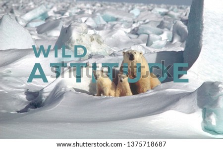 A picture of word wild attitude with polar bears.