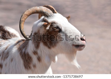 Male Goat Portrait