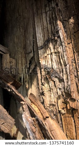 background wood oak old branch vintage shabby Royalty-Free Stock Photo #1375741160
