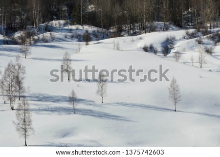 Winter Landscape With Birch Trees