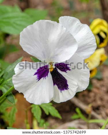 white and violet colored pansy flower close up in the garden