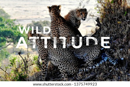 A picture of word wild attitude with a bunch of leopards.