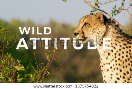A picture of word wild attitude with a leopard.