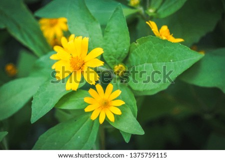 Small Yellow Singapore daisy flower