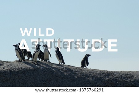 A picture of word wild attitude with a group of penguins.