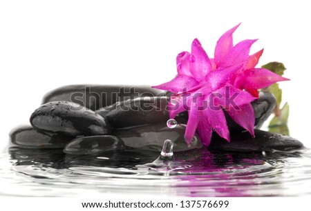 flower in stone with drops of water on a white background