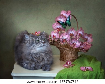 Still life with basket with orchid flowers and pretty gray kitty
