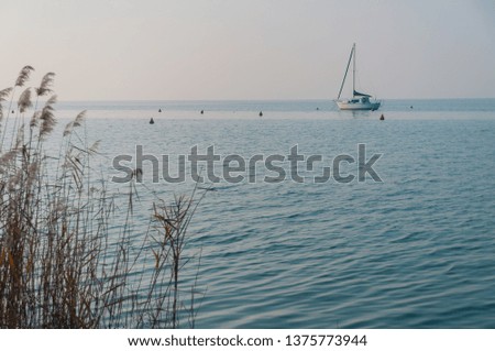 Coastline rushes with a sailboat on background. Nice blue sky and blue water. This picture was taken in Bardolino Italy