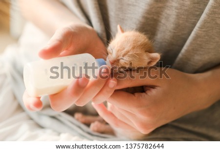 Feeding little tabby cat with milk
