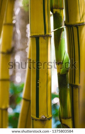 Bamboo in a forest