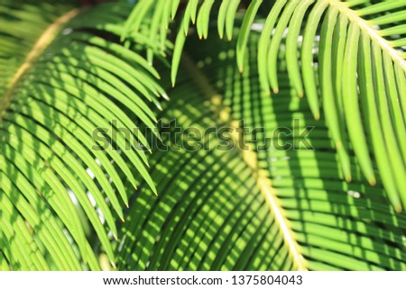 
The beauty of green palm trees reflects sunlight in the morning, taken as a blurred image