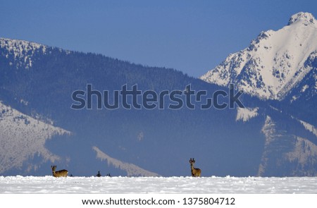 The European roe deer on Liptov at the end of winter, Slovakia


