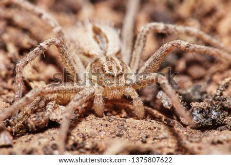 Photo of a spider. Thanatus vulgaris. 