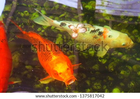 Beautiful colored fish swimming in the fish pond