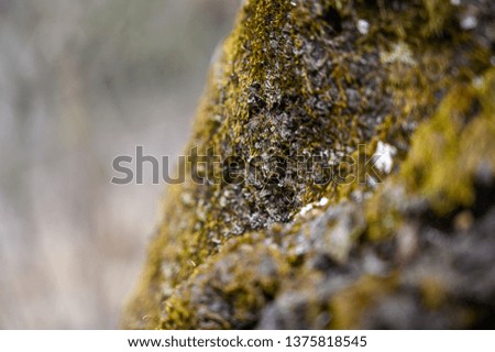 moss-covered tree trunk and roots in temperate wet forest