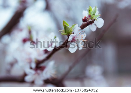 Springtime freshness: closeup of apricot blooming branches on natural background. Scenic colorful pictures with shallow depth. Cloudy weather