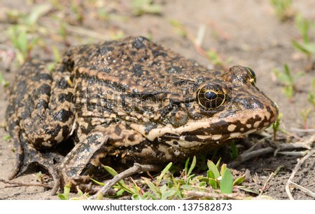 Close up of a large toad with the big eyes