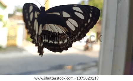 beautiful butterfly on the glass background