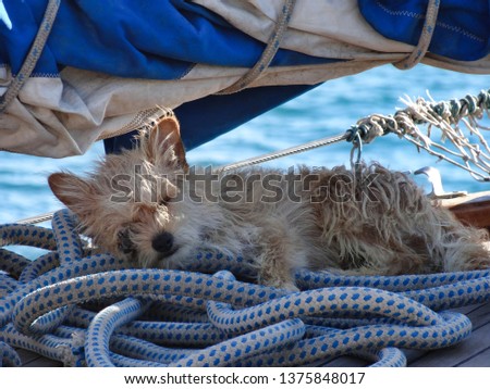 Cute little dog sleeping on a sailing boat