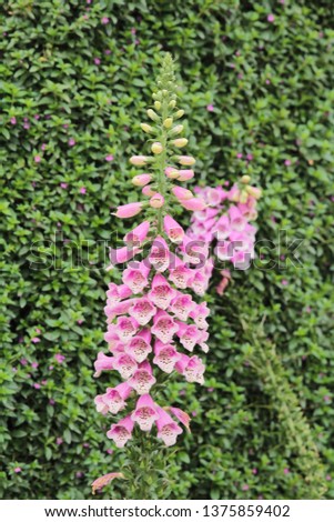 a common foxglove flowers in natural vegetation ambiance
