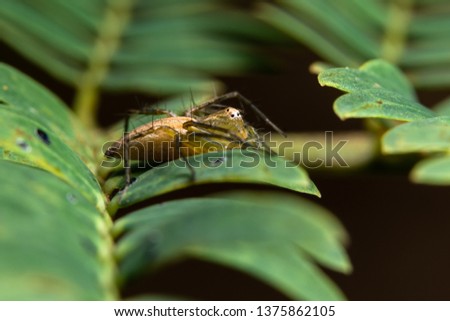 Macro spider on the leaves