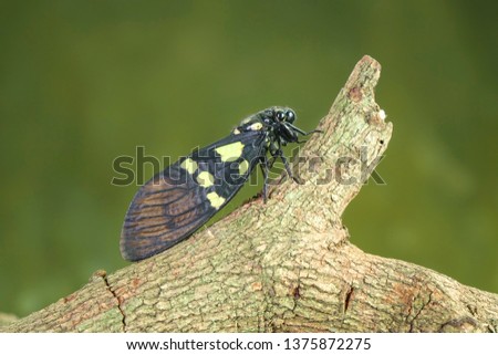 Cicada : Butterfly cicadas with broad multicolor wings. Green and blue color butterfly-wings cicada (Gaeana cheni) is a cicada species from China and Southeast Asia (Thailand, Myanmar)