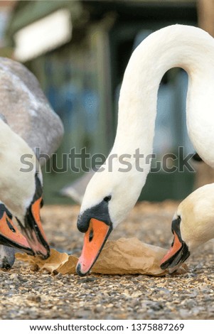 Swans eating the bread 
