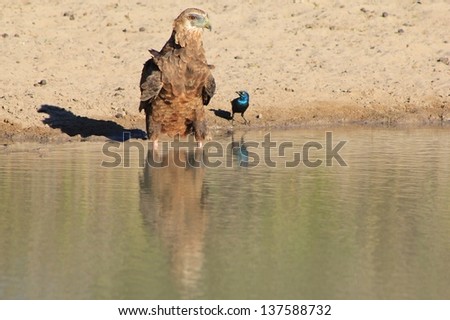 Eagle, Bateleur Young - Wild Birds from Africa - An absolute "hardly seen before" moment as a raptor and colorful Starling sit side by side, with reflections perfect on the water that they share.