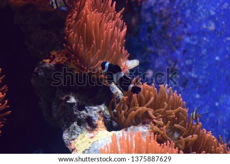 Black & White Ocellaris Clownfish in Family or grup with red anemone coral