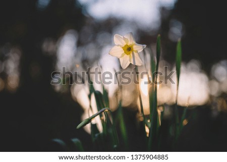 Blown beautiful Narcis flower on a tree with green leaves