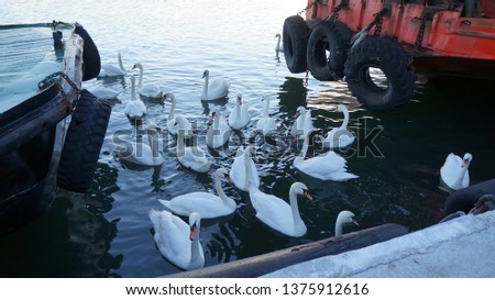 Swans in Baltiysk, Russia Royalty-Free Stock Photo #1375912616
