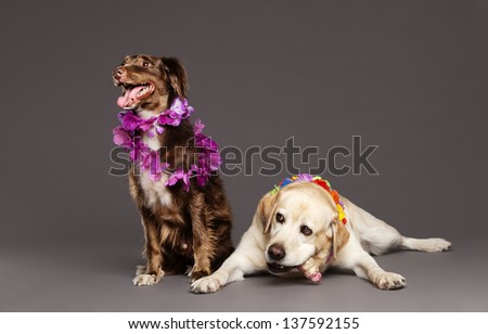 Studio portrait of a brown mixed-race dog and a white Labrador, both wearing Hawaiian style plastic flower necklace, white dog chewing on plastic chew toy.