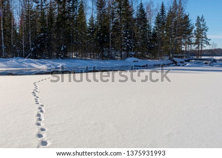 Track of a fox in the snow heading to a spot with open water, forest and blue sky in background, picture from Northern Sweden.