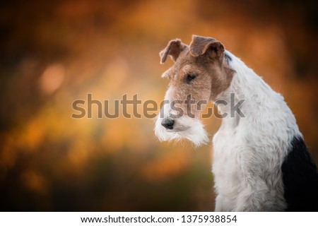 Fox terrier autumn portrait Royalty-Free Stock Photo #1375938854