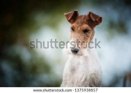 Fox terrier autumn portrait Royalty-Free Stock Photo #1375938857