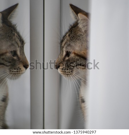 Cat looking outside trough a window, mirroring.