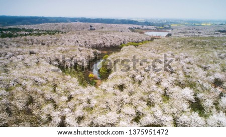 Aerial photography Anhui Langxi thousand acres of cherry blossom flowers