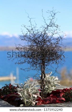 A small tree in a park located in Nyon, Switzerland. Photographed during a sunny spring day. This little tree does not have any leaves. The background includes calm lake, blue sky and the Alps.